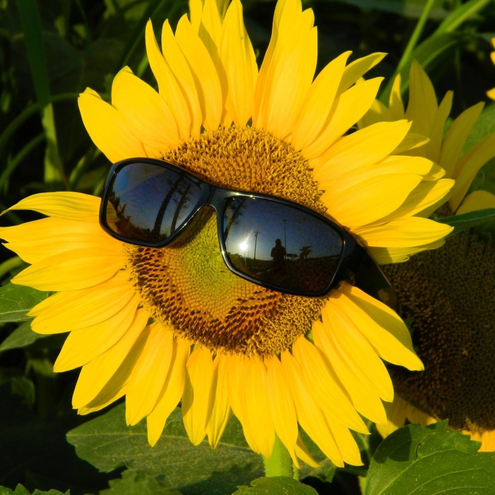 Meet your Posher, Style